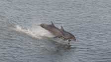 Delfiny na rzece Gambii.