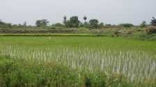 Pola ryżowe w okolicy miasteczka Kuntaur.