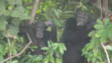 Szympansy w Parku Narodowym Rzeki Gambii.
